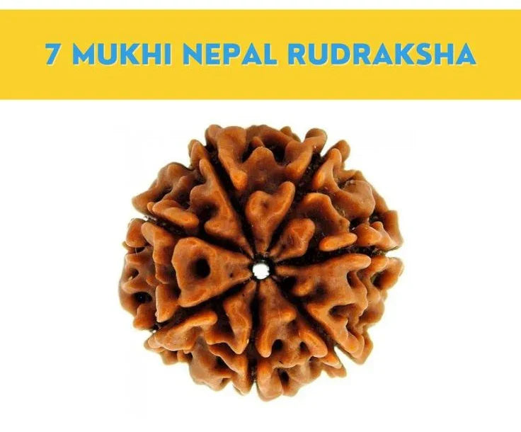 Genuine 7 Mukhi Nepal Rudraksha – Powerful Spiritual Remedy