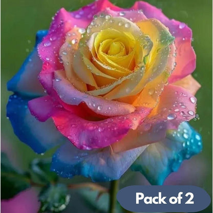 Rainbow Rose Seeds with Free Plant Growth Serum Pack of 2