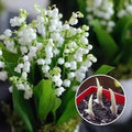 Lily of the Valley Seeds