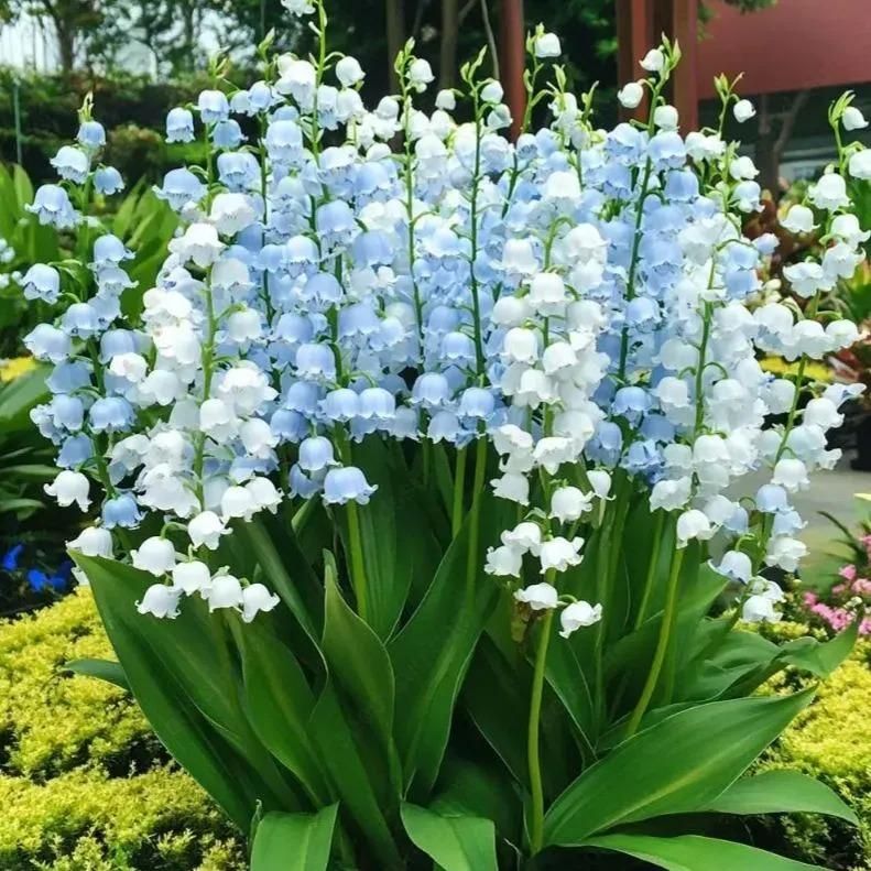 Lily of the Valley Seeds