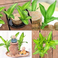 Lucky Brazil Wood Potted Plant ( Pack Of 2 )