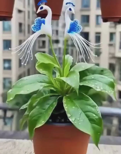 Vibrant Peacock Flower Seeds