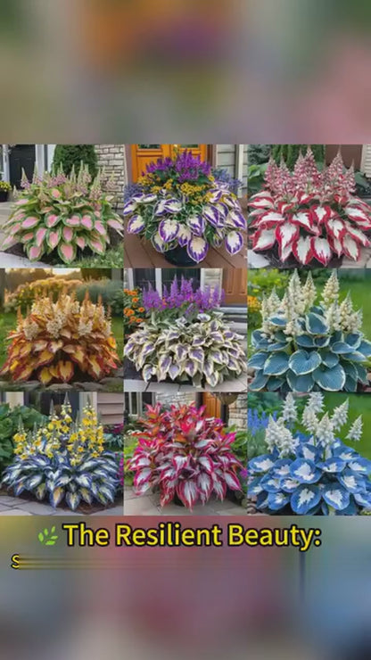 Shade-Tolerant and Cold-Hardy Hosta Flowers