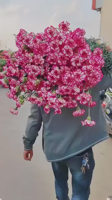 Carnation Seeds (Free Pot Mixture 100 gm)